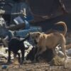 Perritos en situación de calle
