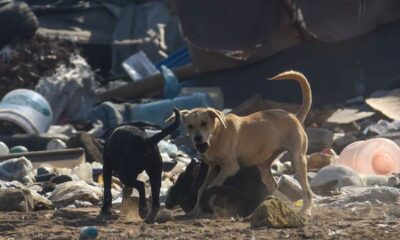 Perritos en situación de calle